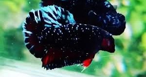 40+ harga ikan cupang avatar anakan pictures