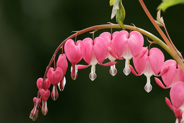Top 10 Most Beautiful Flowers in the World, Bleeding Hearts