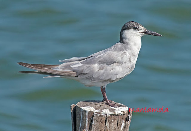 Whiskered Tern