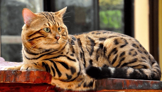 Gambar kucing bengal