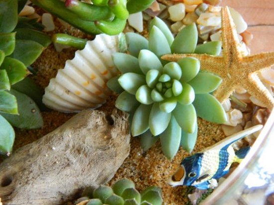 DIY Succulent Terrarium