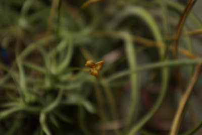 Tillandsia rectangula care and culture