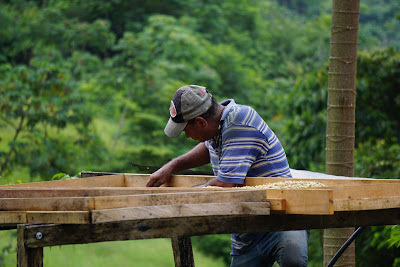 Finca San RafaelFinca San Rafael: Le nettoyage des grains se fait par la pluie