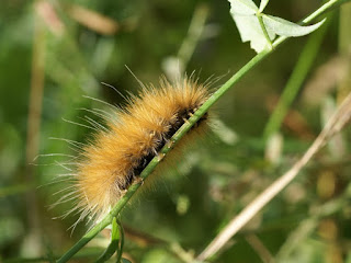 Chenille rousse poilue