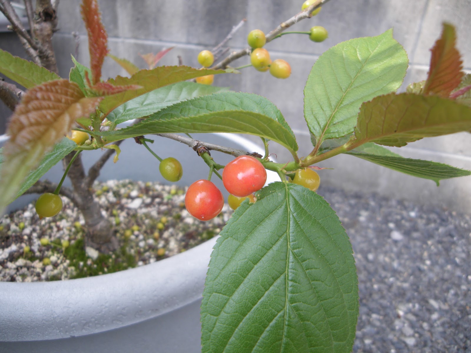 さくらんぼ 暖地桜桃 を取り木してミニ盆栽を作る メダカの大工