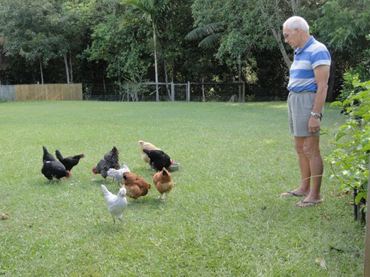 Reducing the cost of chicken feed