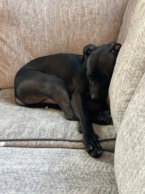 A young black pit-amstaff dog is curled up in the corner of a beige couch. He is folded up in a cute way with one of his front legs sticking out.