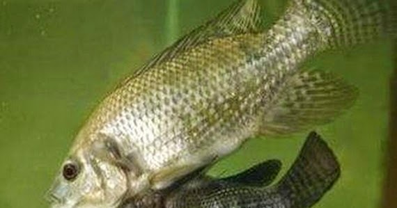 Gambar Ikan Siam