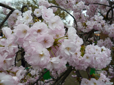 八重桜