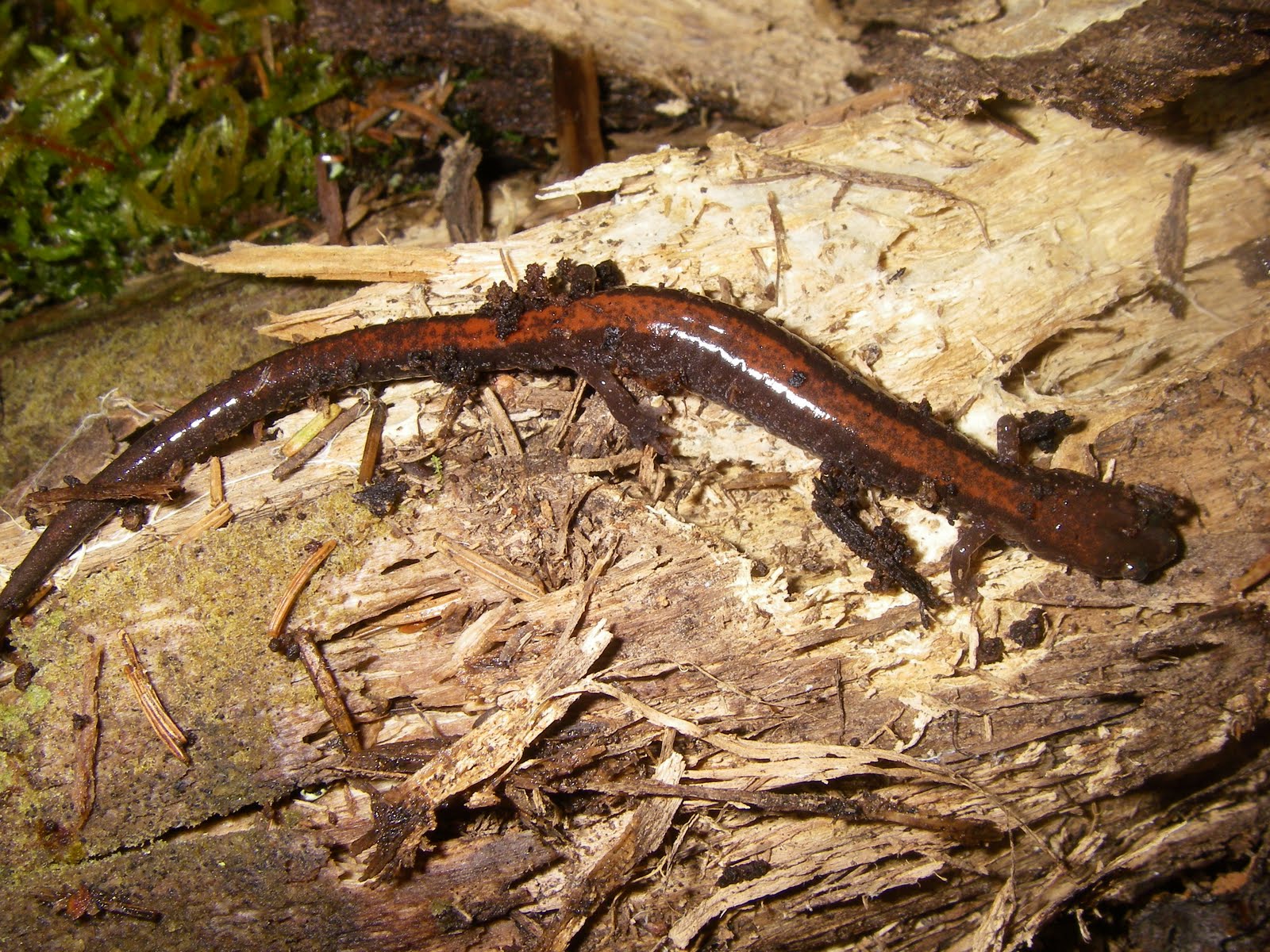 Salamander Egg Mass