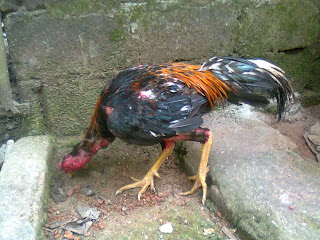 GAYA JAGO AYAM BANGKOK PETARUNG