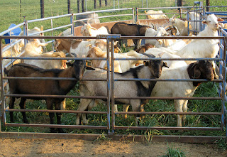 The goats ready to be worked