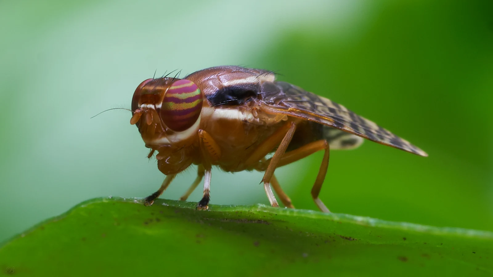 There I was looking for a Robber Fly when I noticed this Brown Fly. My momma didn't raise no foolish sons. I forgot the Robber Fly and worked on this fine looking model. The eye is intriguing. As always, shot in our garden/temple somewhere in the Philippines.   Sony Alpha a68 ~ Tamron 90mm 272E Macro Lens ~ ISO100 ~ F/16 ~ Shutter Speed 1.6s. ~ Exposure Compensation -0.0 ~ Natural Light