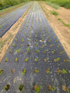 【20210830】除草が終わったニンジン畝