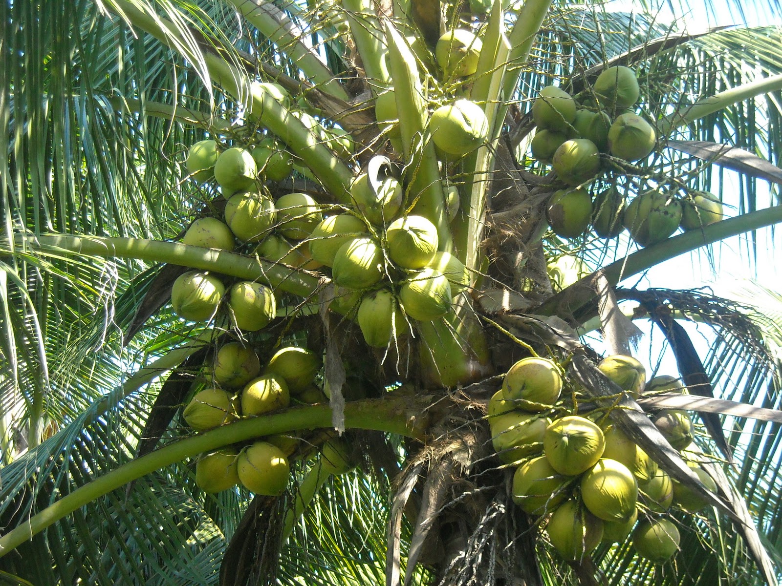 pembekal benih kelapa matag 