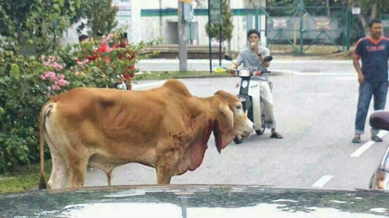 Gambar Lembu Korban Naik Minyak di Keramat - Berita Viral 