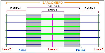 sarcómero