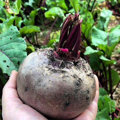 red beet the size of the hand that's holding it