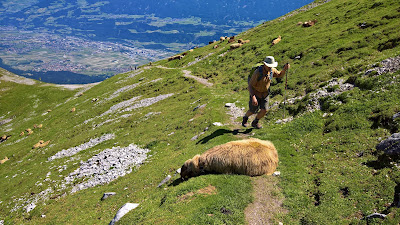 Later in the day, a sheep cools itself on the trail. Innsbruck valley in the upper left of photo