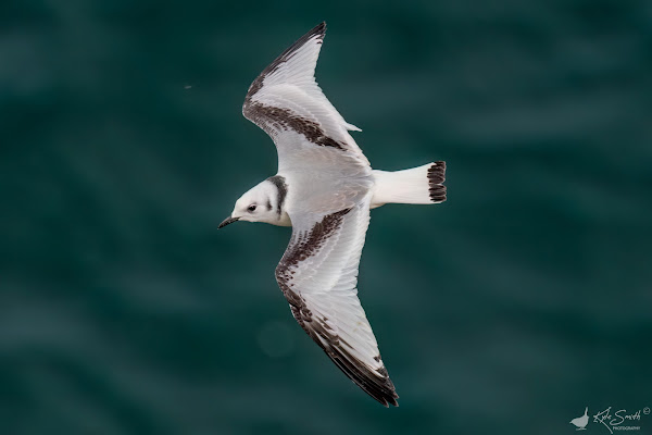 Kittiwake