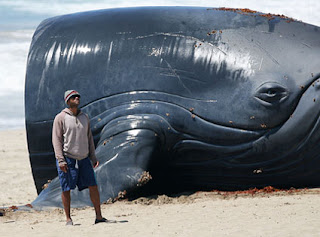 Will Smith - Hancock with a whale