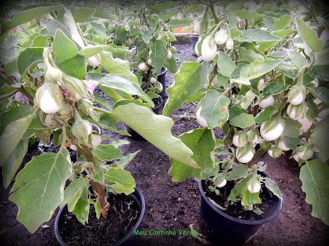 Venda  de PLANTA-OVO - ( Solanum ovigerum )