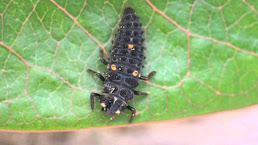 Larva de Adalia Bipunctata