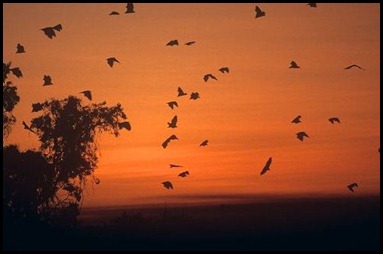 ARKive image GES021994 - Black flying fox