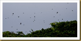 Tree Swallow Swarm D7K_2529 August 06, 2011 NIKON D7000 Tree Swallow Swarm D7K_2529 August 06, 2011 NIKON D7000
