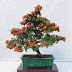 Pattern Recognition in Judging Bonsai.