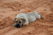 Bullmastiff Puppy Pictures (bullmastiff puppy)