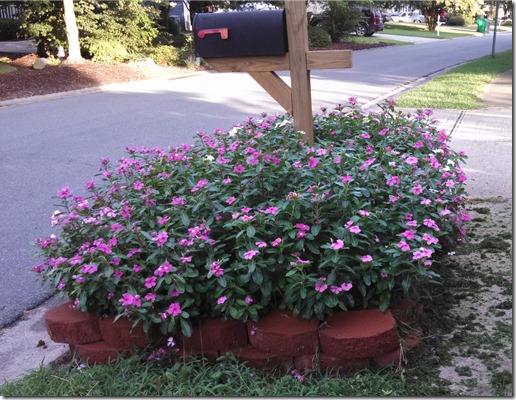 blooms 08 (7)