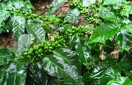 Inspirasi Terbaru Coffee Plant Types