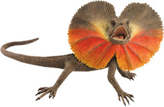 Frill Necked Lizard