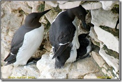 Bempton Cliffs RSPB