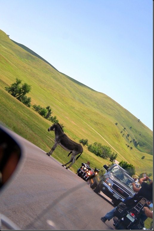 Sturgis2010-046