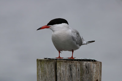 Wytstirns - Visdief - Sterna hirundo