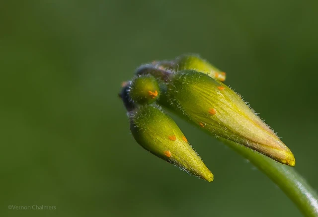 Wild Flower Photography With Canon EOS 6D / EF70-300mm f/4-5.6L IS USM Lens