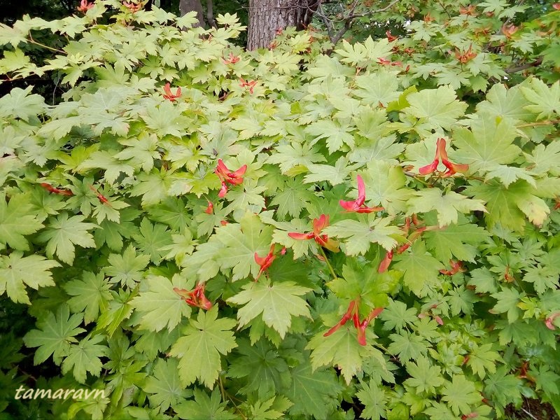 Клён ложнозибольдов (Acer pseudosieboldianum)