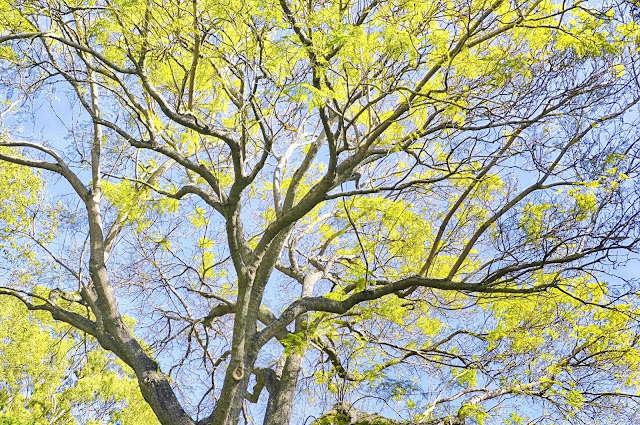 Kula Botanical Garden tree