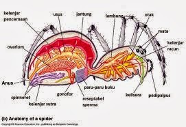 Pelangi Biologi Athropoda Crustacea Dan Arachnida 