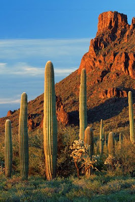 Kaktus, Arizona, SAD download besplatne slike pozadine za iPhone