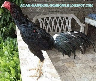 Beternak Ayam Bangkok