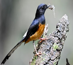 merawat murai batu muda hutan biar cepat bunyi,merawat murai batu muda hutan agar tidak mati,merawat murai batu muda hutan agar cepat gacor,perawatan murai batu muda hutan agar cepat gacor,