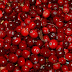 Cranberry Fruit Extract is believed Able to Overcome Urinary Tract Infections