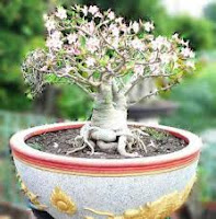  Bunga kamboja jepang yang sering dikenal dengan sebutan Adenium ini banyak digandrungi ol Cara Menanam Adenium dari Biji