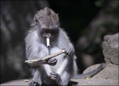 Smoking Monkey Seen On www.coolpicturegallery.us