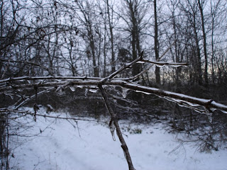 Icy branch