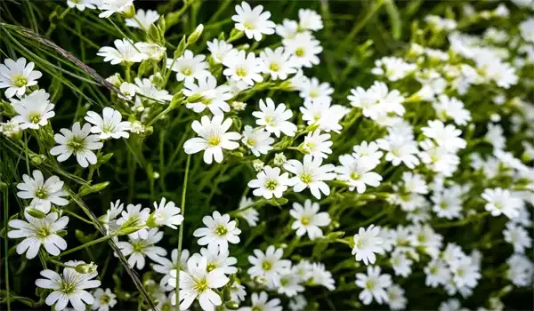 Cerastium tomentosum
