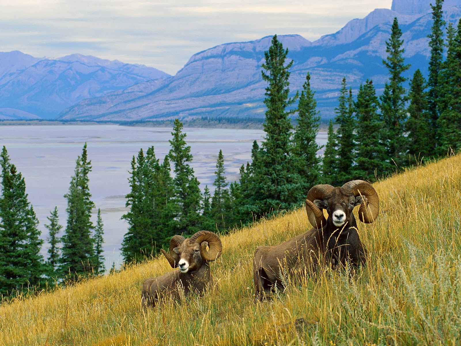 Bighorn Sheep HD Wallpapers Bighorn Sheep HD Wallpapers